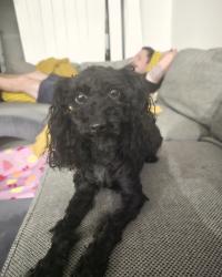 Lost Male Dog last seen Bramble Street, Griffin, Griffin, QLD 4503