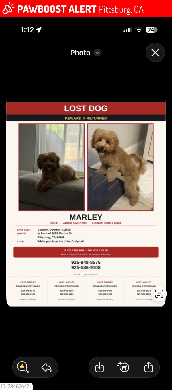 Lost Male Dog last seen Norine Drive, Pittsburg, CA 94565