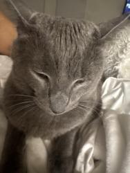 Lost Male Cat last seen Somerton Park and Prospect, Franklin, TN 37069