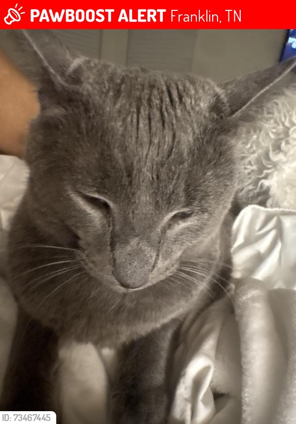 Lost Male Cat last seen Somerton Park and Prospect, Franklin, TN 37069