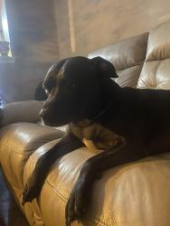 Found/Stray Female Dog last seen Micron, Ingram, Reed Rd, San Antonio, TX 78251