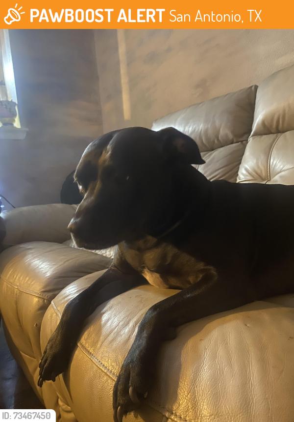 Found/Stray Female Dog last seen Micron, Ingram, Reed Rd, San Antonio, TX 78251