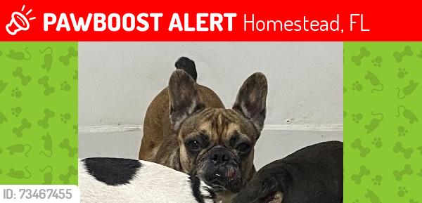 Lost Female Dog last seen Near Sw 288 St, Homestead, FL 33033