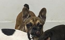 Lost Female Dog last seen Near Sw 288 St, Homestead, FL 33033