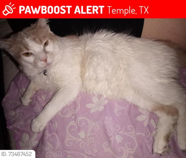 Lost Male Cat last seen Near Pegasus drive, Temple, TX 76501