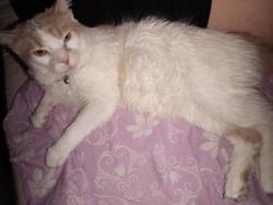 Lost Male Cat last seen Near Pegasus drive, Temple, TX 76501