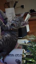 Reunited Female Cat last seen Binsalik last seen could be around bme town ,iga, Salisbury, MA 01952