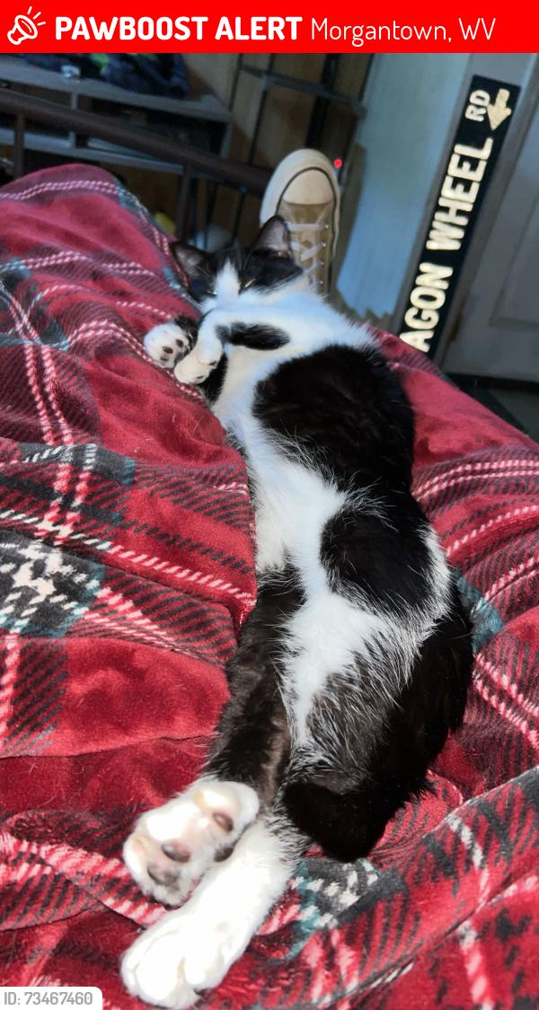 Lost Female Cat last seen Unsure, Morgantown, WV 26508