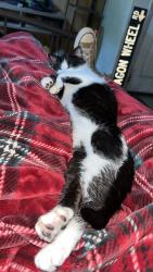 Lost Female Cat last seen Unsure, Morgantown, WV 26508