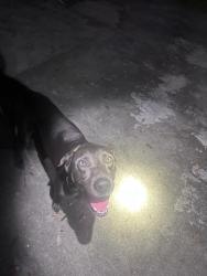 Found/Stray Male Dog last seen 16th Ave nw 19th st hmstd, Homestead, FL 33030