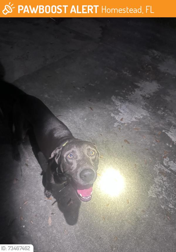 Found/Stray Male Dog last seen 16th Ave nw 19th st hmstd, Homestead, FL 33030