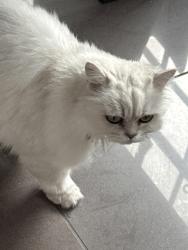 Reunited Female Cat last seen Tenby Street- Jewellery Quarter, West Midlands, England 