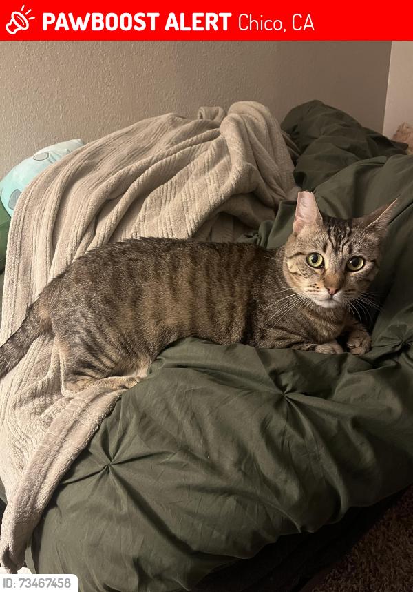 Lost Female Cat last seen Timber Creek apmts, Chico, CA 95928