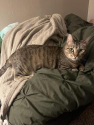 Lost Female Cat last seen Timber Creek apmts, Chico, CA 95928