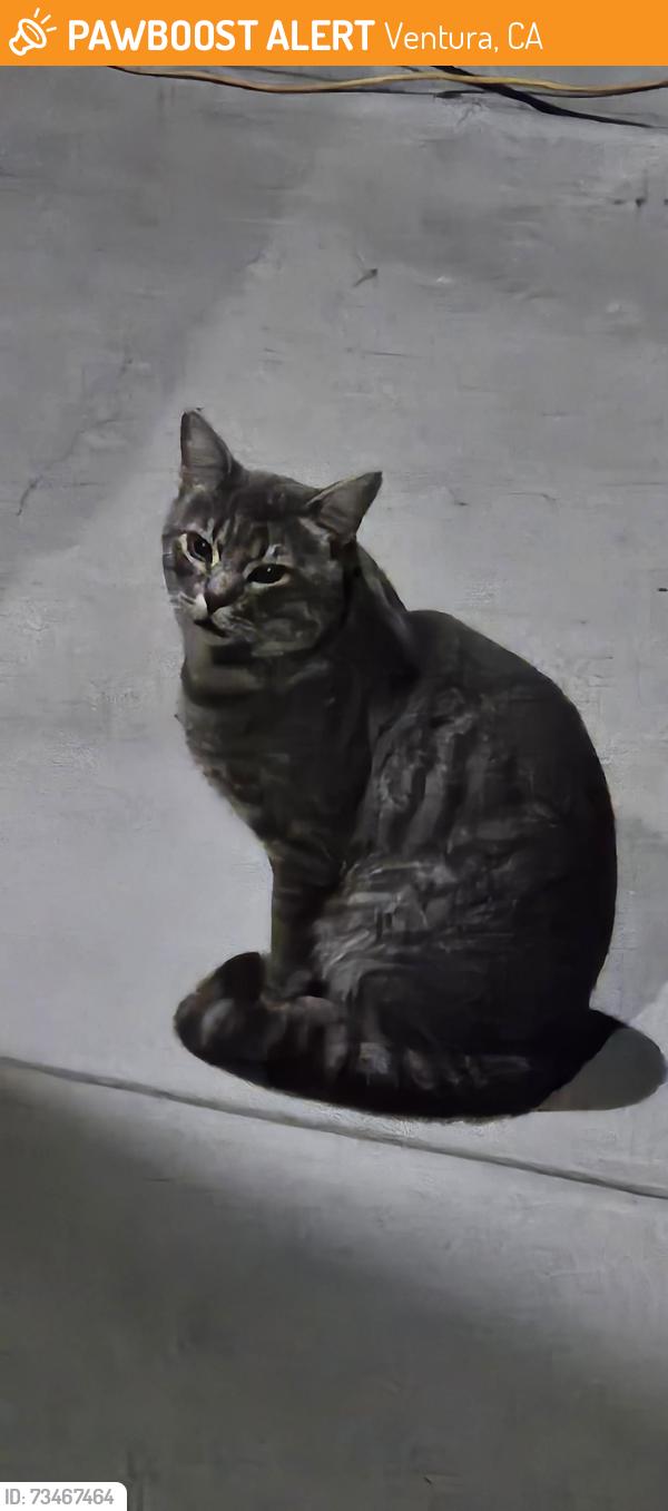 Found/Stray Unknown Cat last seen Mound, Ventura, CA 93003