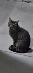 Found/Stray Unknown Cat last seen Mound, Ventura, CA 93003