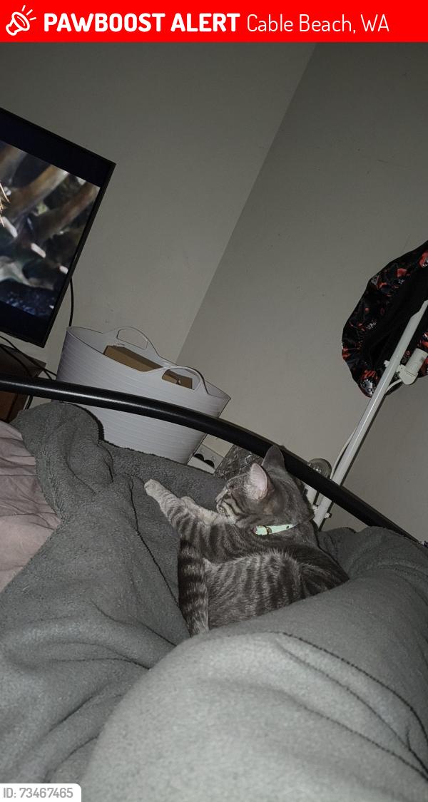 Lost Female Cat last seen Binsalik last seen could be around bme town ,iga, Cable Beach, WA 6726