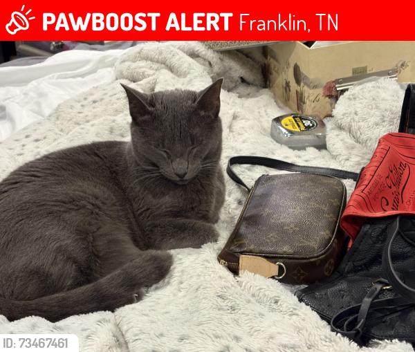 Lost Male Cat last seen Near Somerton park ; Prescott nearest cross street, Franklin, TN 37069