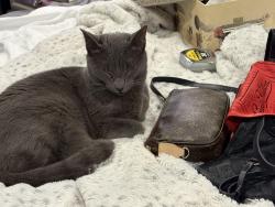 Lost Male Cat last seen Near Somerton park ; Prescott nearest cross street, Franklin, TN 37069