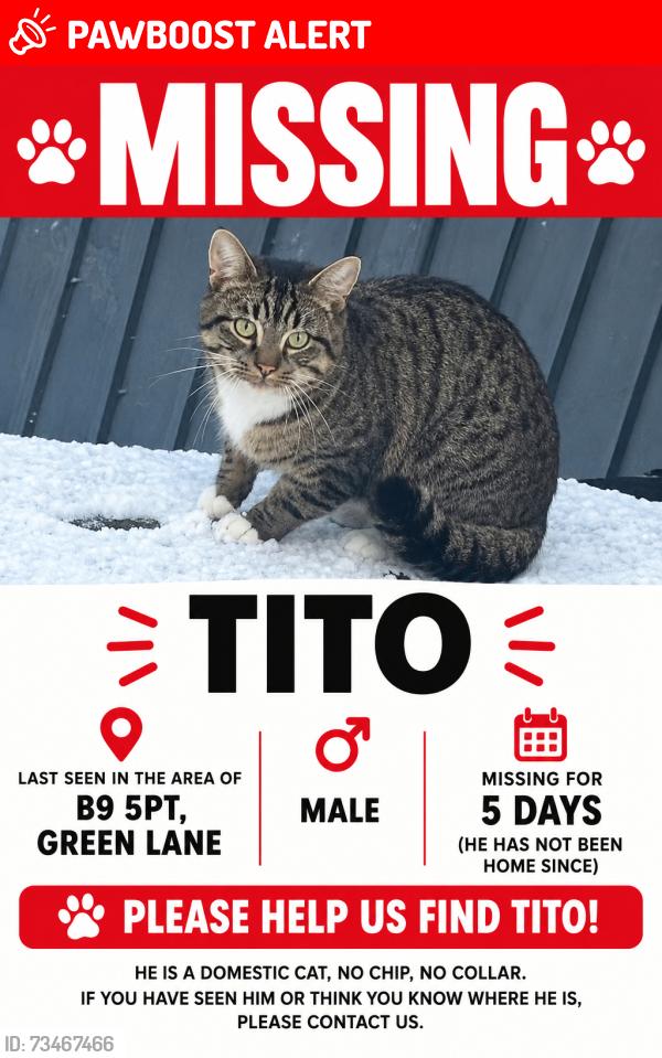 Lost Male Cat last seen Charity, West Midlands, England B9 5PT