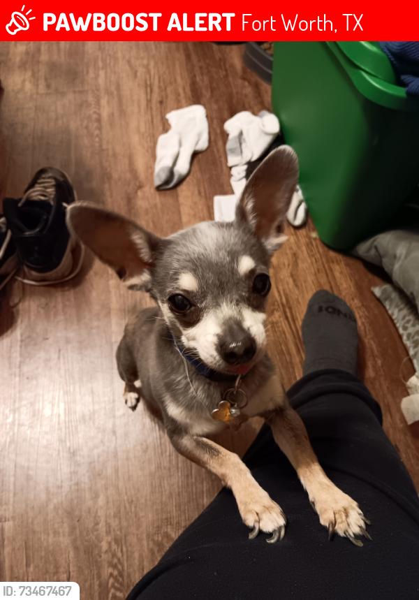 Lost Male Dog last seen Eastland and stalcup, Fort Worth, TX 76119
