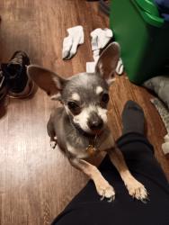 Lost Male Dog last seen Eastland and stalcup, Fort Worth, TX 76119