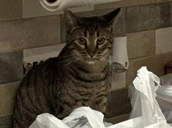 Lost Male Cat last seen Main Ave & North Shore Rd, Lynn Haven, FL 32444