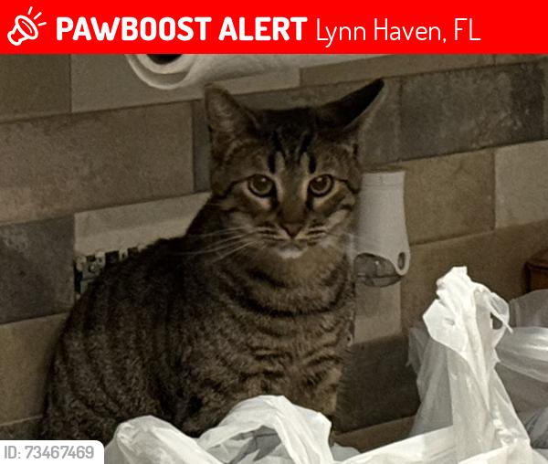 Lost Male Cat last seen Main Ave & North Shore Rd, Lynn Haven, FL 32444