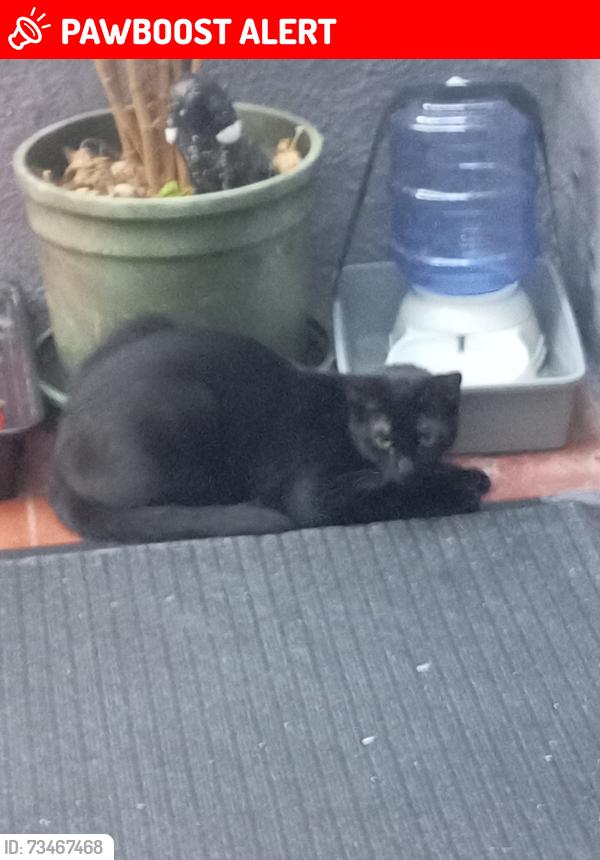 Lost Male Cat last seen Mallet Road, Hither Green, England SE13 6HE