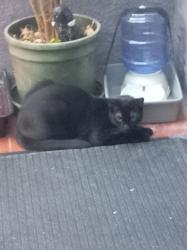 Lost Male Cat last seen Mallet Road, Hither Green, England SE13 6HE