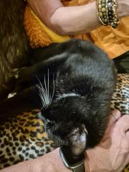 Reunited Male Cat last seen Bank Hall Drive, Bretherton, England 