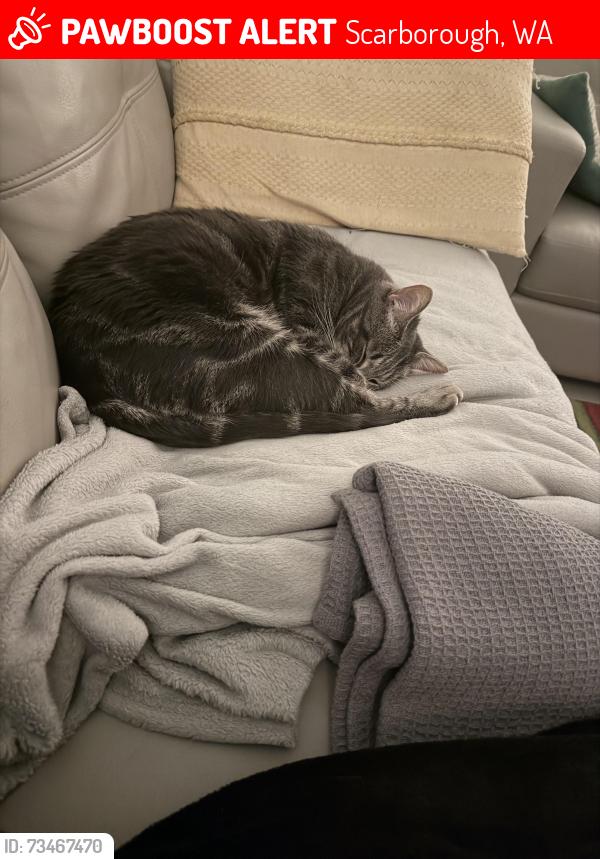 Lost Male Cat last seen Burniston street, Scarborough, WA 6019