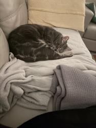 Lost Male Cat last seen Burniston street, Scarborough, WA 6019