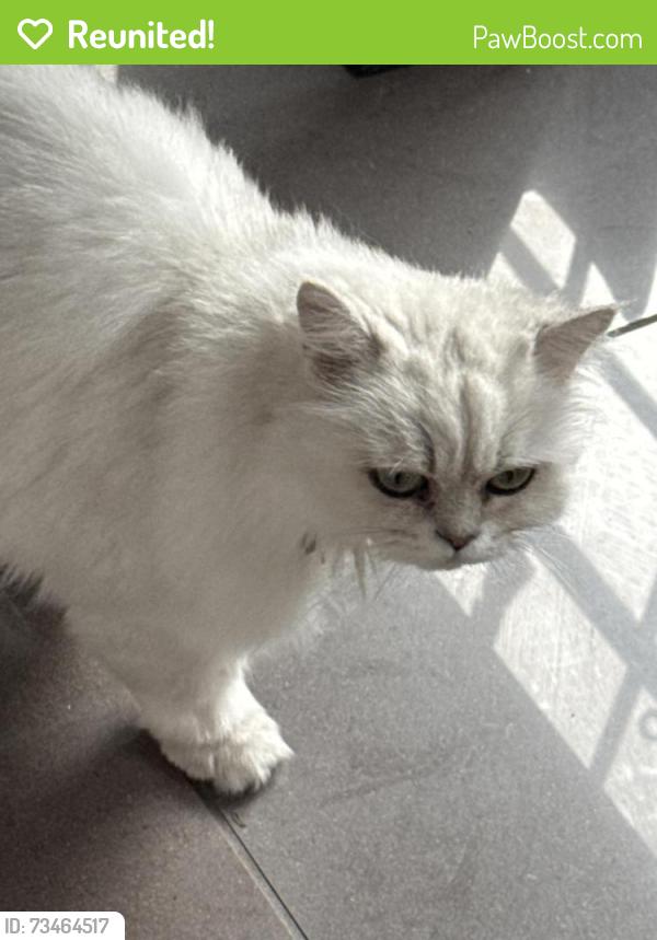 Reunited Female Cat last seen Tenby Street- Jewellery Quarter, West Midlands, England 