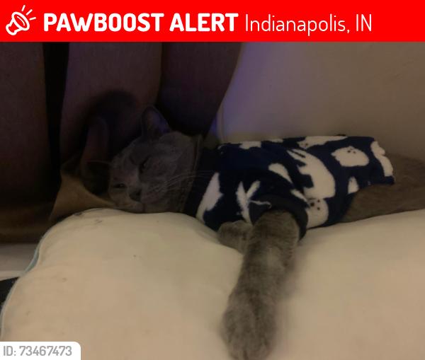 Lost Male Cat last seen Sherman and prospect, Indianapolis, IN 46203