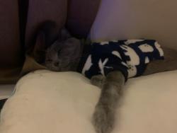 Lost Male Cat last seen Sherman and prospect, Indianapolis, IN 46203