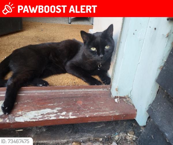 Lost Male Cat last seen Bradford Street, Essex, England CM7 9AU