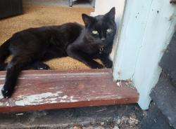 Lost Male Cat last seen Bradford Street, Essex, England CM7 9AU