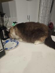 Reunited Male Cat last seen In my home, Salisbury, NC 28146