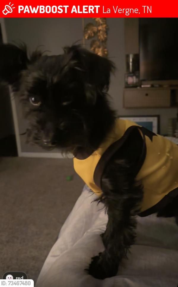 Lost Male Dog last seen Nir Shierman, La Vergne, TN 37086