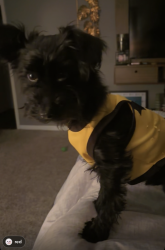 Lost Male Dog last seen Nir Shierman, La Vergne, TN 37086