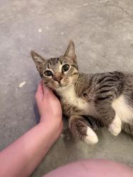 Found/Stray Male Cat last seen On congress between 10th and forest hill, Palm Springs, FL 33461
