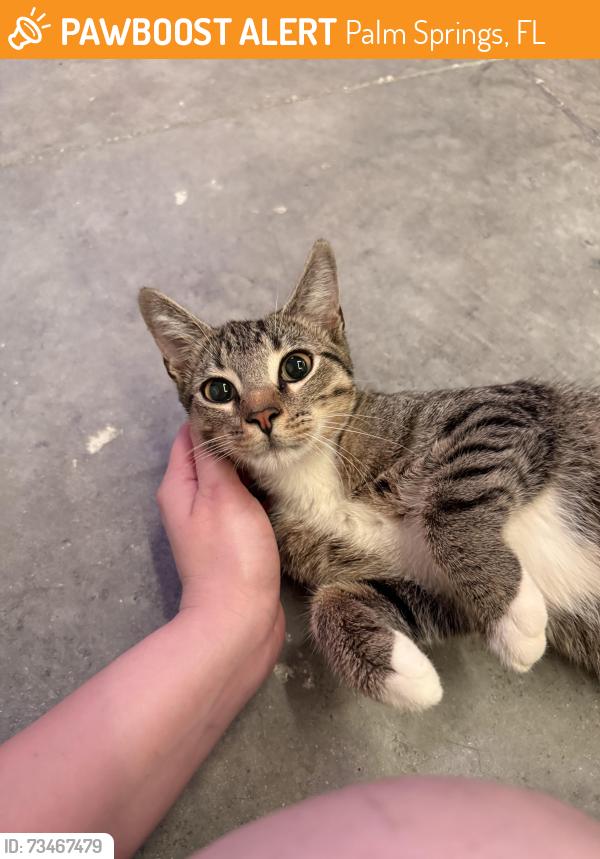 Found/Stray Male Cat last seen On congress between 10th and forest hill, Palm Springs, FL 33461