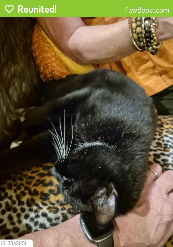 Reunited Male Cat last seen Bank Hall Drive, Bretherton, England 