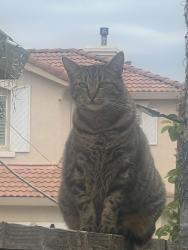 Lost Female Cat last seen Ormonde St, Tracy, CA 95376