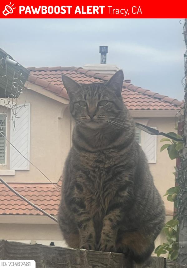 Lost Female Cat last seen Ormonde St, Tracy, CA 95376