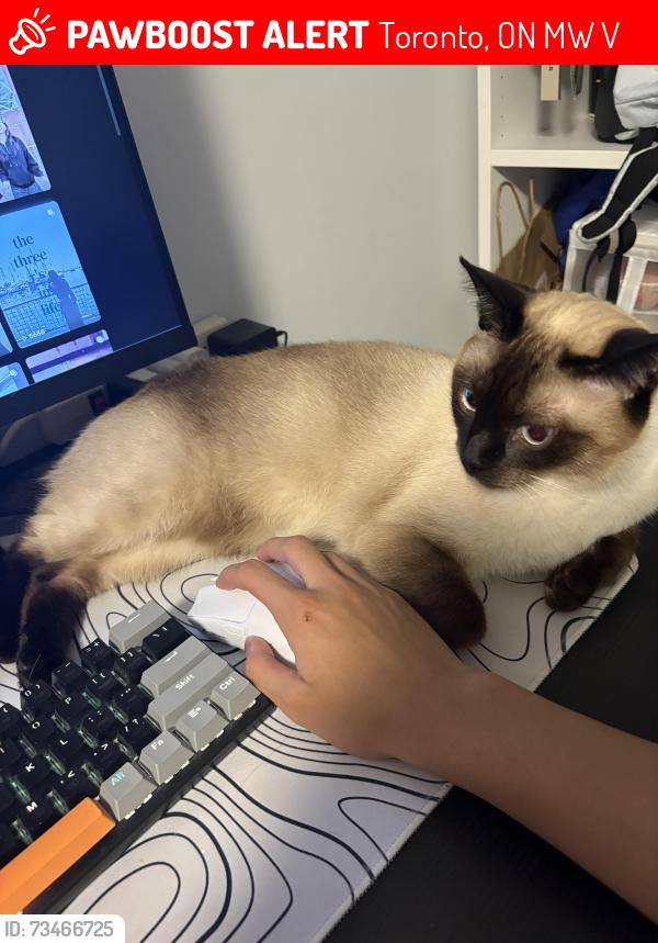 Lost Male Cat last seen Sir Ernest Macmillan senior public school, Toronto, ON M1W 3V8