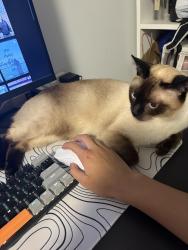 Lost Male Cat last seen Sir Ernest Macmillan senior public school, Toronto, ON M1W 3V8