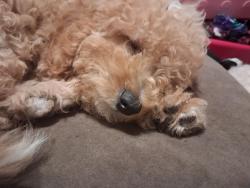Lost Female Dog last seen Near nth 11th st Allentown PA, Allentown, PA 18102