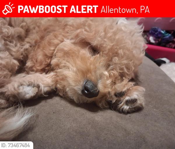 Lost Female Dog last seen Near nth 11th st Allentown PA, Allentown, PA 18102